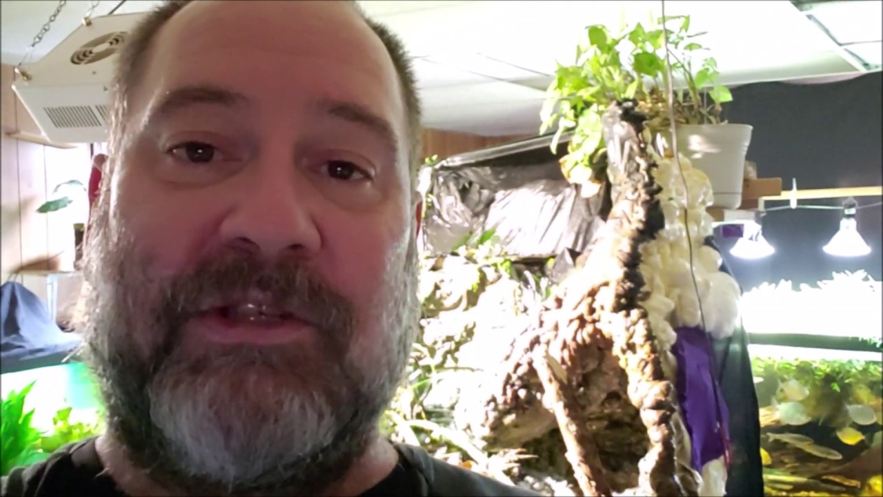 Homemade Uninterruptible Power Supply But Is It Necessary For A Fish