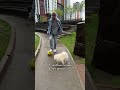 всем советую!😅🐶 (арт: 271212411)