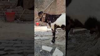 Mustafa Goat Farm Jaunpur Mo.(9389512669)(6390501328) #mustafabakrifarmjaunpur #goatfarm #goat