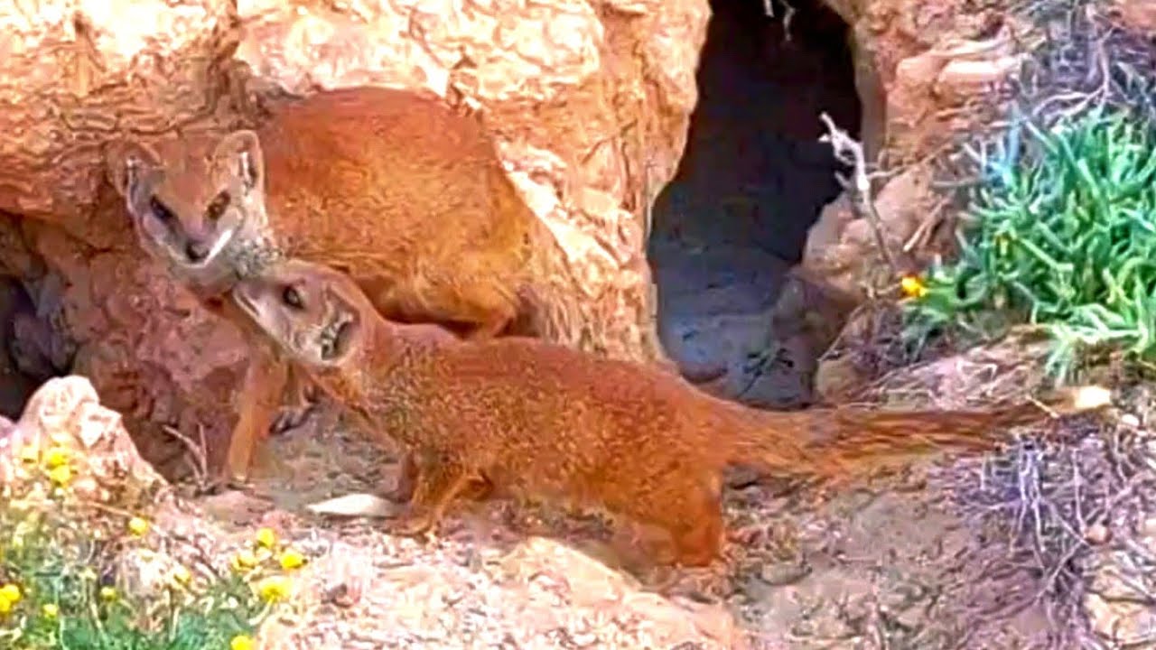 TINY MONGOOSE PLAY - BITES FATHER ☆ ADOPT MONGOOSES ☆ MONGOOSE MAGIC MOMENTS