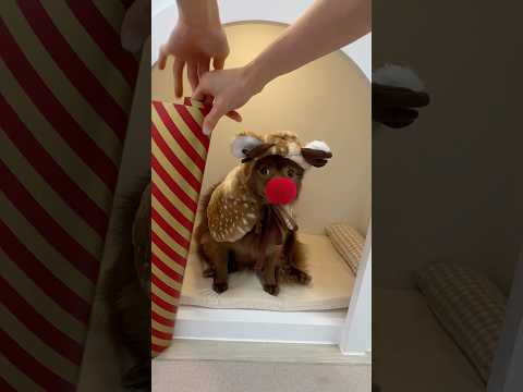 🫎다이소템으로 너구리랑 크리스마스 추억남기기🎄📸 #강아지#다이소#크리스마스