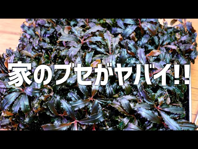 マジで見てほしい。一番大好きなブセファランドラクダガンがとんでも
