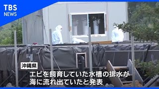 沖縄県の養殖場、伝染病エビの水が海に流出