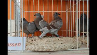 Szybka bateria gołębi od Ryszarda tel. 728465 939