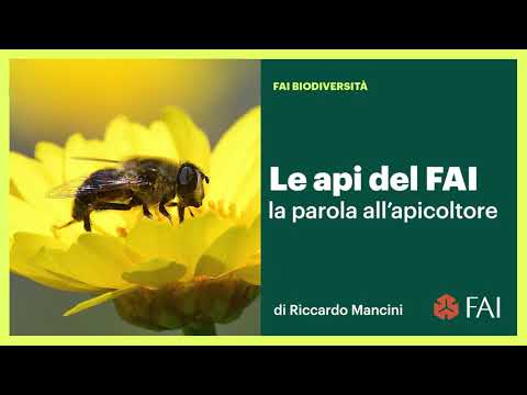 Le api del FAI | Guarda l'intervista a Riccardo Ma...