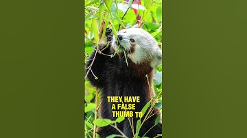 Red Pandas Aren’t Even Real Pandas?! 🦊❗ | Crazy Red Panda Facts