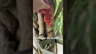 Baza - Adventskalender Vogelfutter