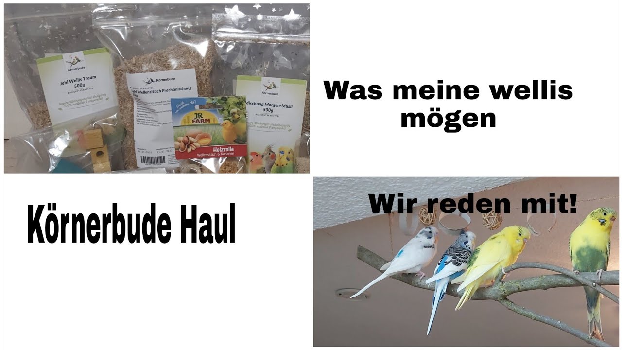 Körnerbude Haul /Budgie Haul/ die Wellis veräppeln mich!/die_vogel_mama