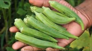 Supplement For Blood Sugar Control | Cholesterol Reduction