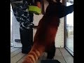 (30)八景島シーパラダイスのネイくん(♂)です！⇒Red Panda &quot;Nei&quot;-Yokohama Hakkeijima Sea Paradise(In February of 2021)