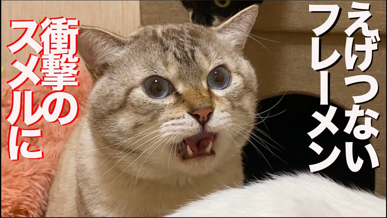 顔面力のレスキュー猫 えげつないフレーメン反応を見せる The Rescued Cat S Stinky Face Youtube
