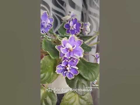 НД Босфор Восточный - YouTube