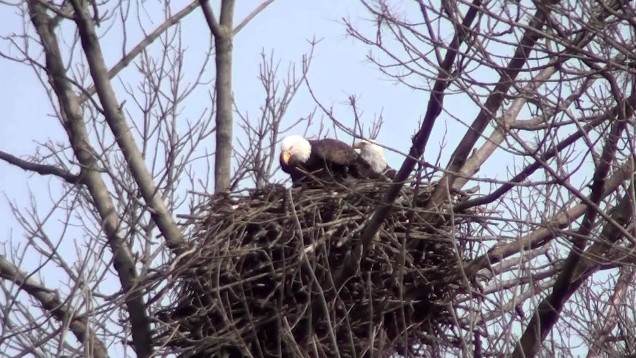 Bald Eagles in Chippewa Lake OH YouTube