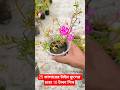 সস্তায় বিভিন্ন কালারফুল টাইম ফুলের চারা #facts #gardening #shorts