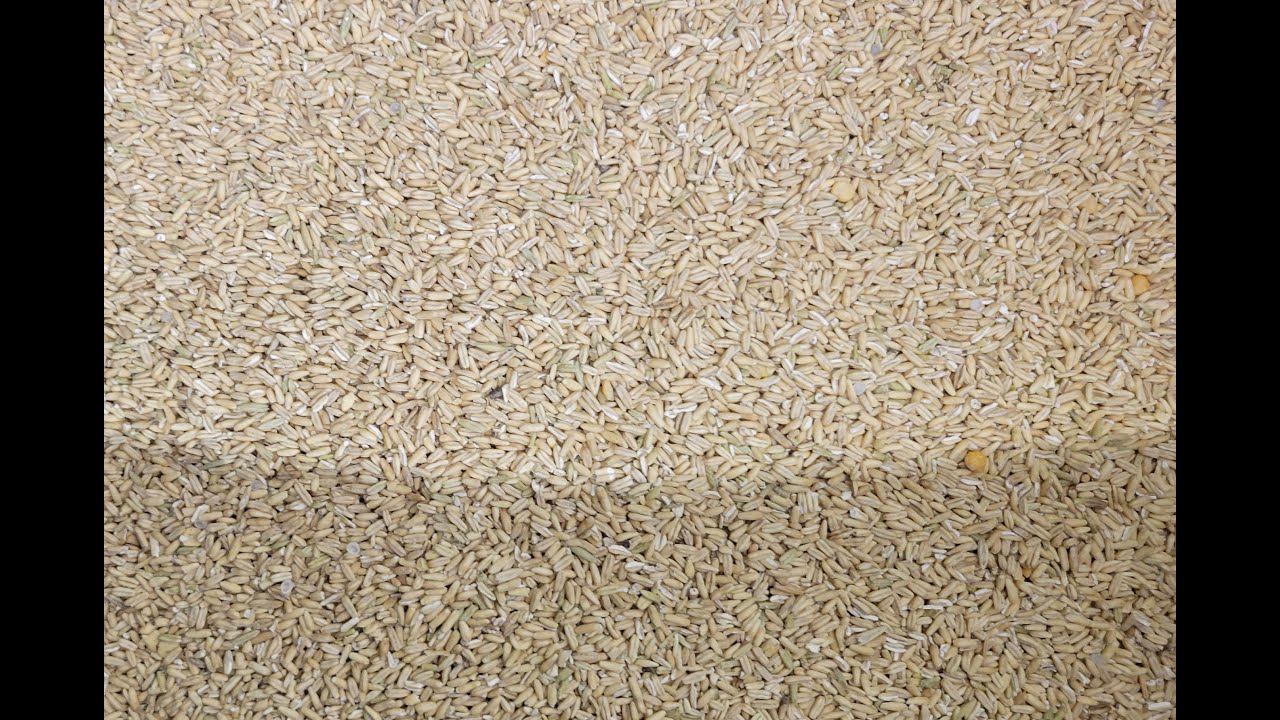 Flow Watchers 106 - Measuring the flow of Wheat Seed