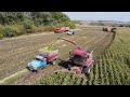Палессе КВК 800-16 и New Holland FR600 убирают кукурузу на силос