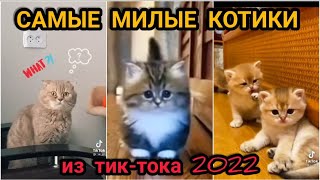 TikTok Лучшая подборка | Милые Котики | Коты в Тик Ток / смешные котята !