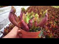 Carniplant-Carniplant-Visita a Carniflora en Holanda