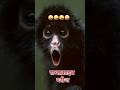 kudo animal kiki | monkey | monkey video | 🤪🤪🤪 #kudoanimalkiki #monkey #funnymonkeyvideos #ytshorts