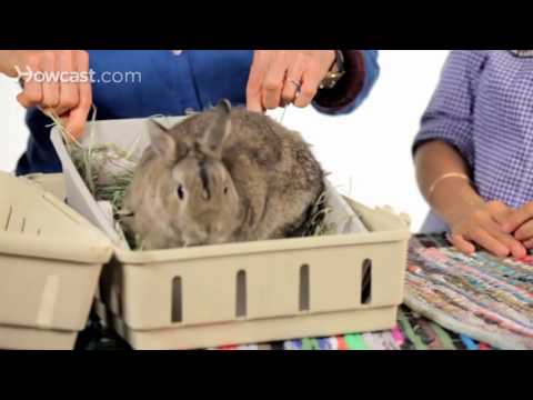 შეიძლება თუ არა კურდღლის საყელურით გასეირნება