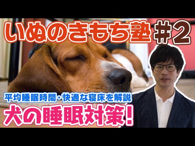 犬の睡眠対策 犬の平均睡眠時間は 犬にとって快適な寝床作りについても徹底解説 いぬのきもち塾 第1回 Youtube 犬の睡眠対策 犬の平均睡眠時間は 犬にとって快適な寝床作りについても徹底解説 いぬのきもち塾 第1回 Youtube