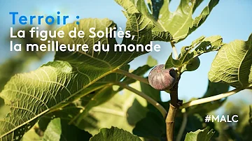 Quelle est la variété de la figue de Solliès ?