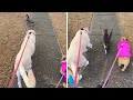 Neighbor cat joins daily dog walks #shorts