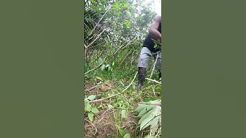 Harvesting cassava part 692 #shorts #farming #cassava #nature  #cassavaroots #cassavafarming