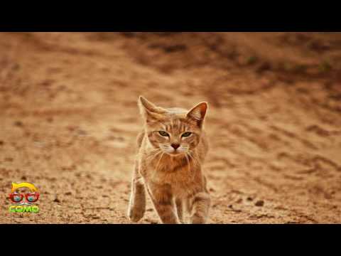 Vídeo: Com Tractar El Ronyó En Gats