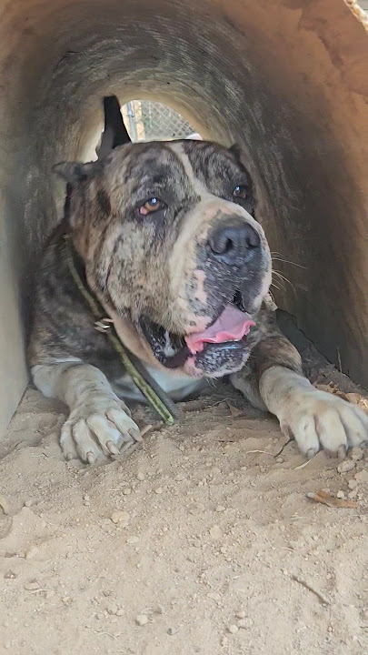 How He Get His Big Self in There 🤯