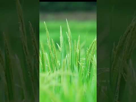 Setyo Tuhu bareng sliramu #viral #shorts