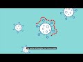 COVID-19 vaccines – How vaccines work