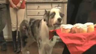 Career Overview War dog that gets flashback of war memories from muffins