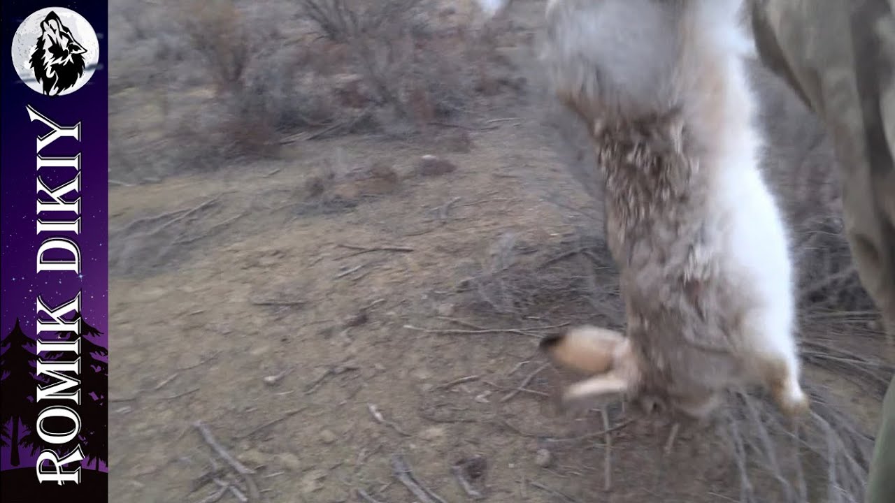 Первая охота декабря. Фазан заяц.