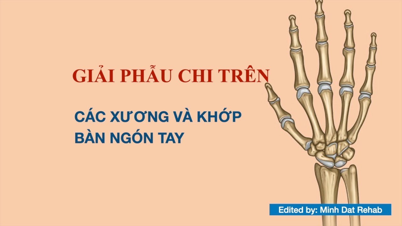 Giải phẫu chi trên: Các xương và khớp bàn và ngón tay