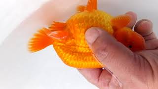 DSCF1061