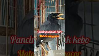 Download Lagu Pancingan jalak kebo mata kuning gacor #shorts MP3
