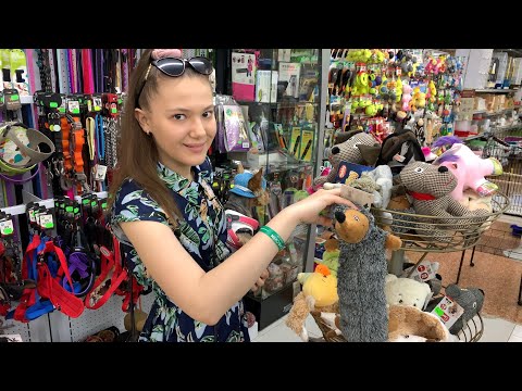 DOG VLOG: с собакой на Канарах // Room tour по номеру // зоомагазин в Испании