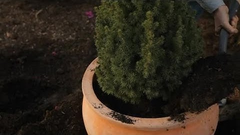 How to Repot an Alberta Spruce to a Bigger Container : Professional Gardening Tips