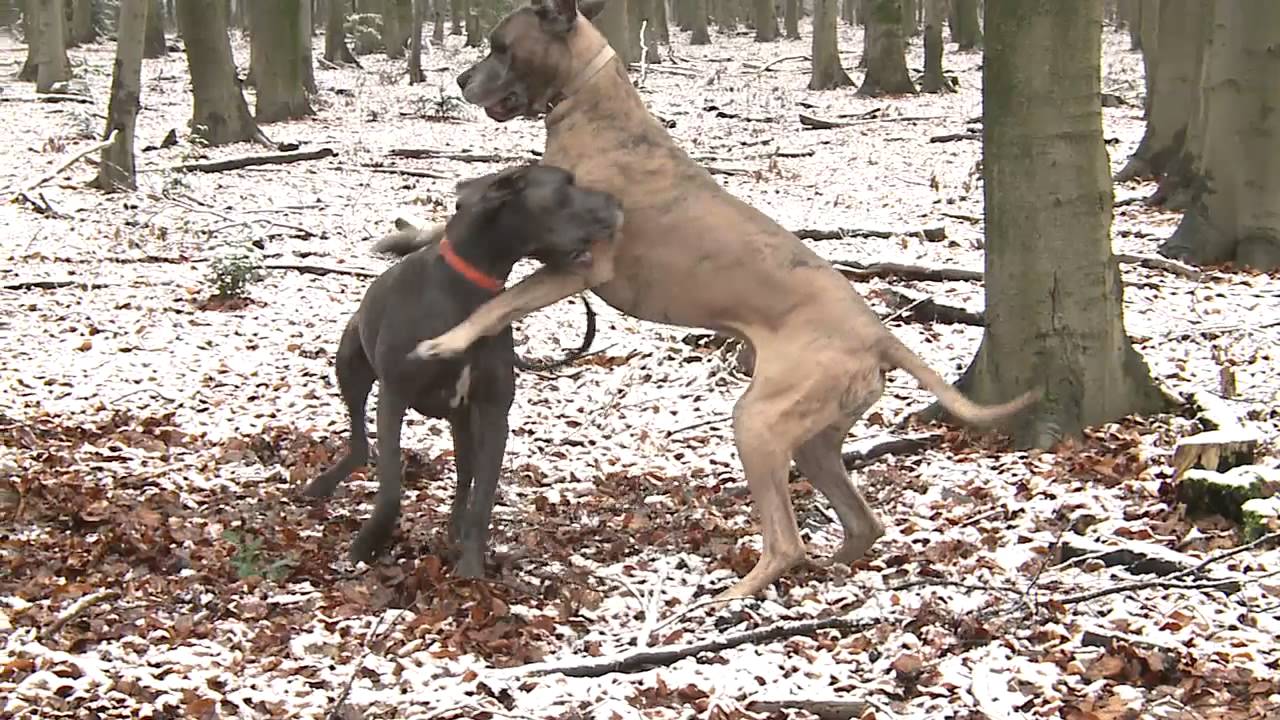 Das Hundehalsband: Die Vor- und Nachteile