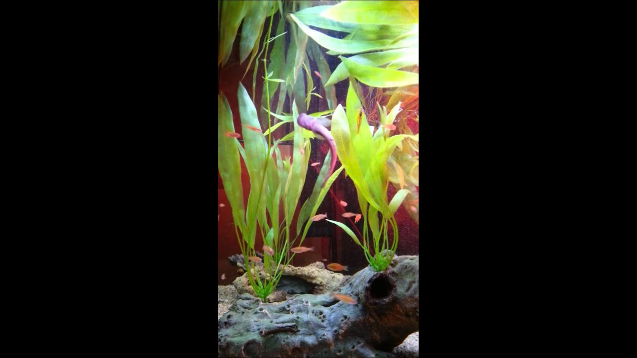 Indonesian Rock Goby