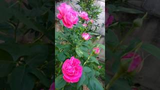 庭の植物 20170519
