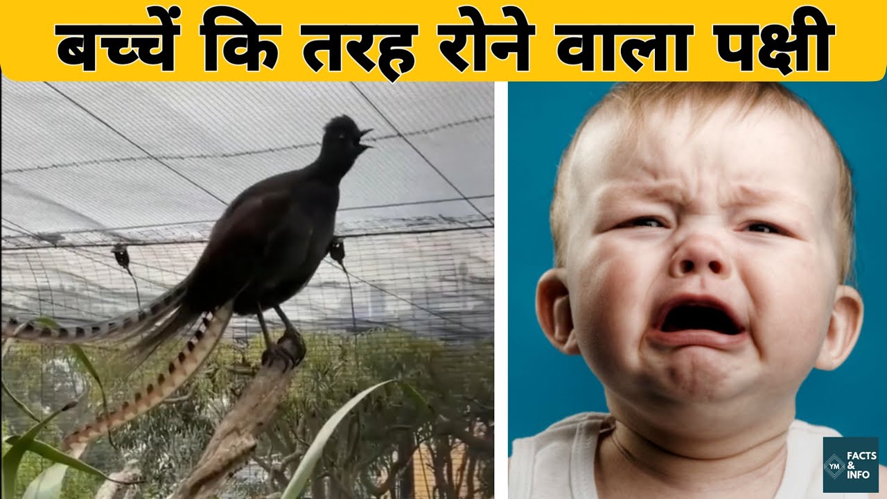 The Bird Who Cry Like A Baby Fact YouTube