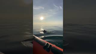 Sunrise Dolphins Swimming Alongside a Boat During a Serene Moment