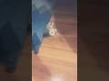 #memes #рек #shortsvideo #й