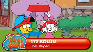 Kral Şakir 172. Bölüm - Evcil Hayvan