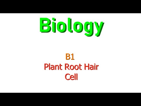B1. Root Hair