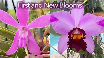 New and First Blooms