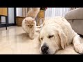 Funny Cat Wakes Up Golden Retriever