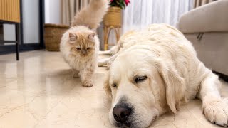 Funny Cat Wakes Up Golden Retriever by This is Bailey 470,881 views 2 months ago 1 minute, 29 seconds